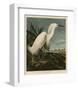 Snowy Heron or White Egret-John James Audubon-Framed Art Print