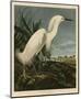 Snowy Heron or White Egret-John James Audubon-Mounted Art Print