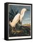 Snowy Heron or White Egret-Porter Design-Framed Stretched Canvas