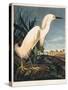 Snowy Heron or White Egret-Porter Design-Stretched Canvas