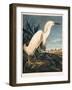 Snowy Heron or White Egret-Porter Design-Framed Premium Giclee Print