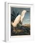 Snowy Heron or White Egret-Porter Design-Framed Premium Giclee Print