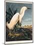 Snowy Heron or White Egret-Porter Design-Mounted Premium Giclee Print