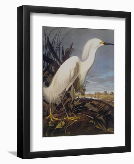 Snowy Heron Or White Egret-John James Audubon-Framed Art Print