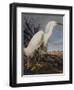 Snowy Heron Or White Egret-John James Audubon-Framed Art Print