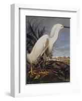 Snowy Heron Or White Egret-John James Audubon-Framed Art Print