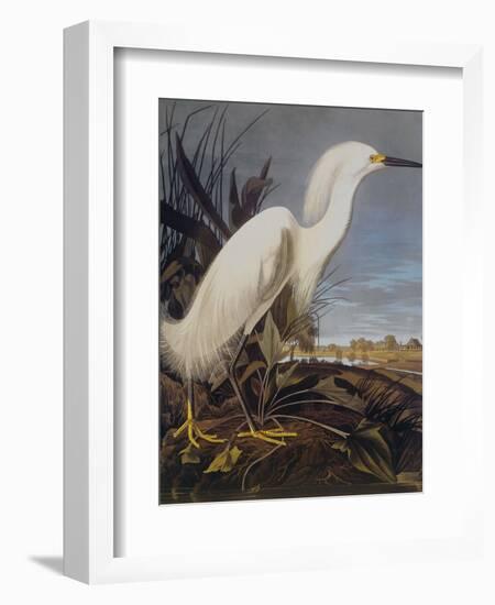 Snowy Heron Or White Egret-John James Audubon-Framed Art Print