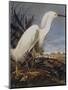 Snowy Heron Or White Egret-John James Audubon-Mounted Art Print