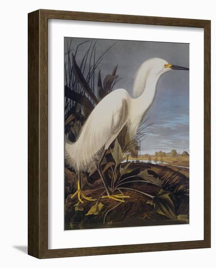 Snowy Heron Or White Egret-John James Audubon-Framed Art Print