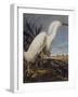 Snowy Heron Or White Egret-John James Audubon-Framed Art Print