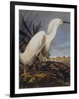 Snowy Heron Or White Egret-John James Audubon-Framed Art Print