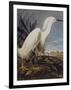 Snowy Heron Or White Egret-John James Audubon-Framed Art Print