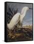 Snowy Heron Or White Egret-John James Audubon-Framed Stretched Canvas