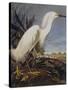 Snowy Heron Or White Egret-John James Audubon-Stretched Canvas