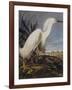 Snowy Heron Or White Egret-John James Audubon-Framed Art Print