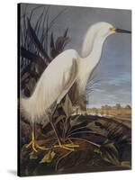 Snowy Heron Or White Egret-John James Audubon-Stretched Canvas