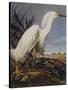 Snowy Heron Or White Egret-John James Audubon-Stretched Canvas