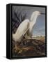 Snowy Heron Or White Egret-John James Audubon-Framed Stretched Canvas