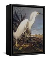 Snowy Heron Or White Egret-John James Audubon-Framed Stretched Canvas