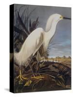 Snowy Heron Or White Egret-John James Audubon-Stretched Canvas