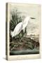 Snowy Heron-John James Audubon-Stretched Canvas