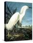 Snowy Heron-John James Audubon-Stretched Canvas