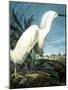 Snowy Heron-John James Audubon-Mounted Giclee Print