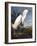 Snowy Heron-John James Audubon-Framed Photographic Print