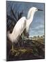 Snowy Heron-John James Audubon-Mounted Photographic Print