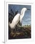 Snowy Heron-John James Audubon-Framed Photographic Print