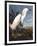 Snowy Heron-John James Audubon-Framed Photographic Print