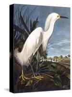 Snowy Heron-John James Audubon-Stretched Canvas