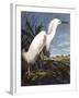 Snowy Heron-John James Audubon-Framed Photographic Print