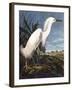 Snowy Heron-John James Audubon-Framed Photographic Print