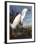 Snowy Heron-John James Audubon-Framed Photographic Print