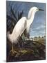 Snowy Heron-John James Audubon-Mounted Photographic Print