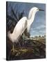 Snowy Heron-John James Audubon-Stretched Canvas