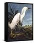 Snowy Heron-John James Audubon-Framed Stretched Canvas