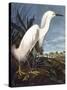 Snowy Heron-John James Audubon-Stretched Canvas