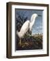 Snowy Heron-John James Audubon-Framed Photographic Print