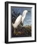 Snowy Heron-John James Audubon-Framed Photographic Print