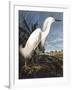 Snowy Heron-John James Audubon-Framed Photographic Print