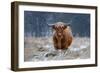 Snowy Highland cow-Richard Guijt-Framed Photographic Print