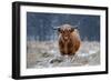 Snowy Highland cow-Richard Guijt-Framed Photographic Print