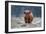 Snowy Highland cow-Richard Guijt-Framed Photographic Print