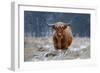 Snowy Highland cow-Richard Guijt-Framed Photographic Print