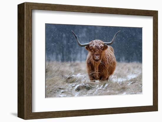 Snowy Highland cow-Richard Guijt-Framed Photographic Print