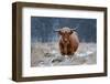 Snowy Highland cow-Richard Guijt-Framed Photographic Print