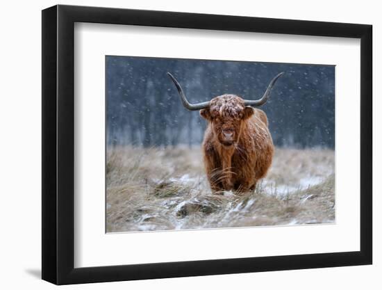 Snowy Highland cow-Richard Guijt-Framed Photographic Print