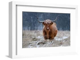 Snowy Highland cow-Richard Guijt-Framed Photographic Print